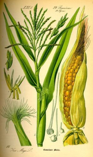 Corn-Flag - Zea mays - Кукуруза